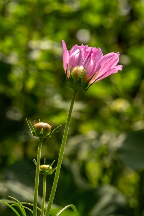 Free Vibrant pink cosmos flower blooming against a soft green background, captured in sunlight. Stock Photo