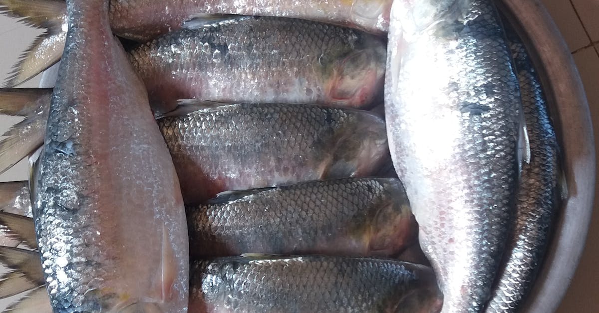 Free stock photo of fish, hilsha
