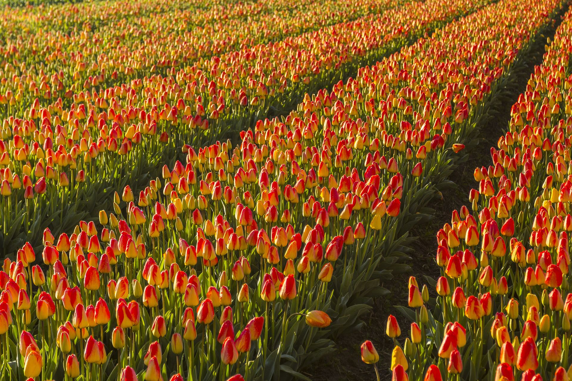 Explore the stunning red and yellow tulip fields in Hillegom, Netherlands, during spring.