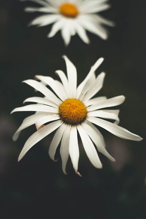 Free White Daisy in Bloom Close Up Photo Stock Photo