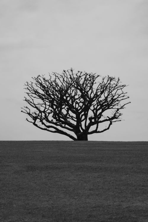 Vivid Black and White Silhouette of a Leafless Tree · Free Stock Photo