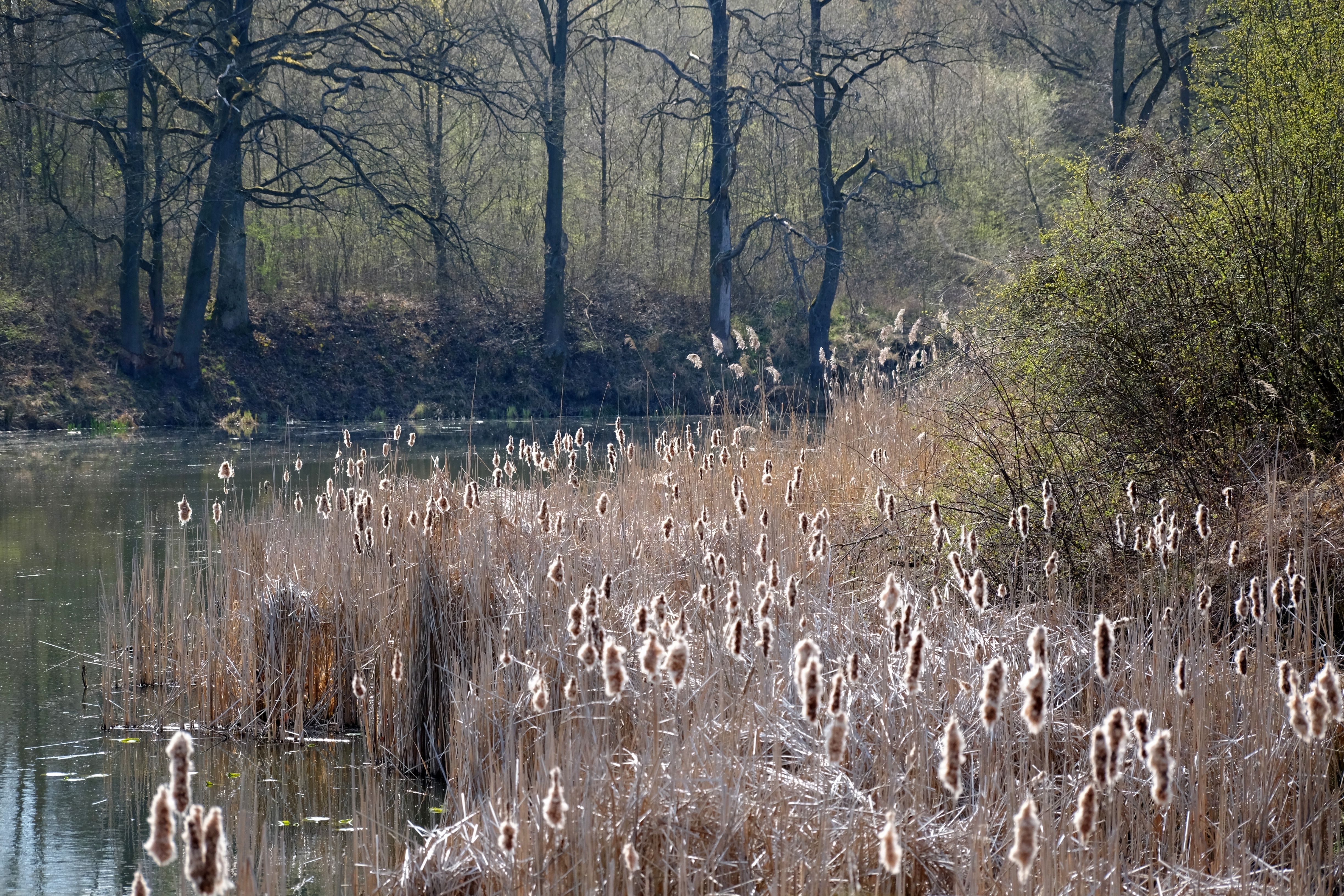 Serene Wetland with Reeds and Trees in Spring · Free Stock Photo