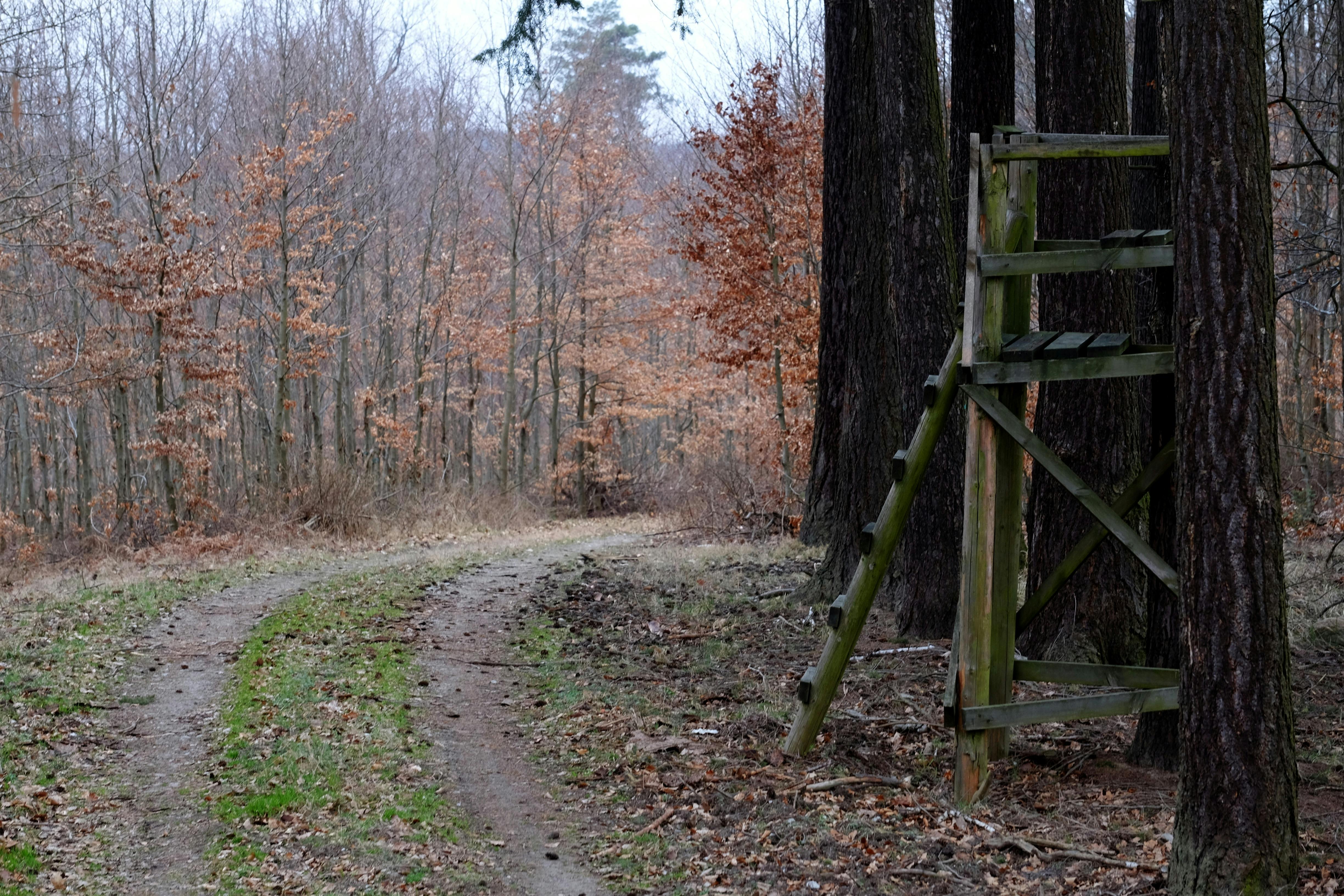 Hunting &amp; Outdoor Adventure Show at QCCA Expo Center, Rock Island, Feb. 12-15 — Photo by Roman Biernacki on Pexels