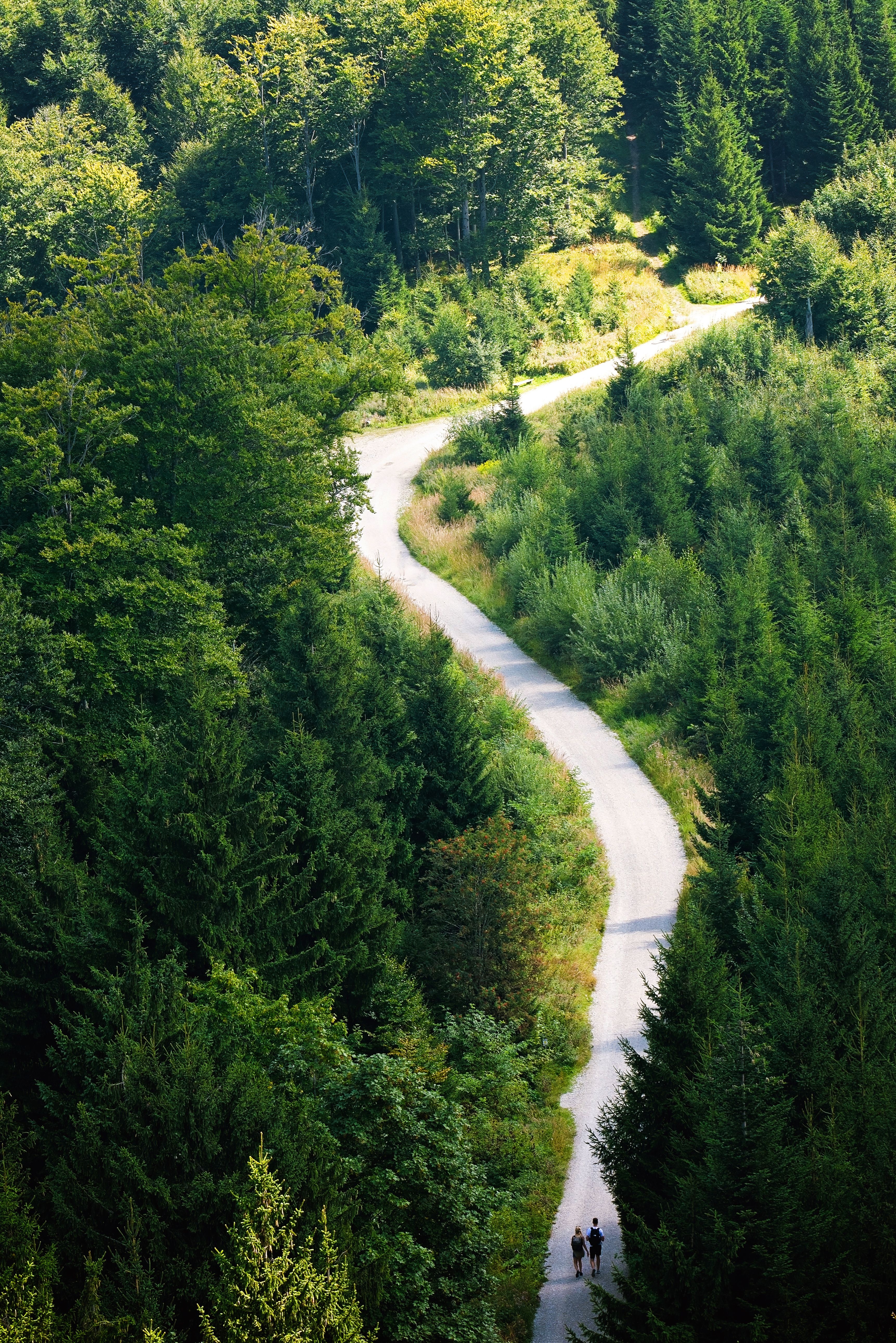 Aerial shot of two people walking along a winding path in a vibrant green forest during daytime.