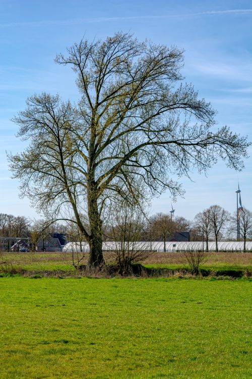 Free A lone tree stands tall in a green field under a clear blue sky in Coesfeld, Germany. Stock Photo