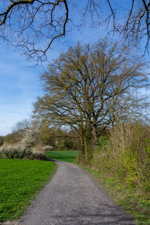 Free A serene gravel path through lush greenery and budding trees in Coesfeld, Germany. Stock Photo