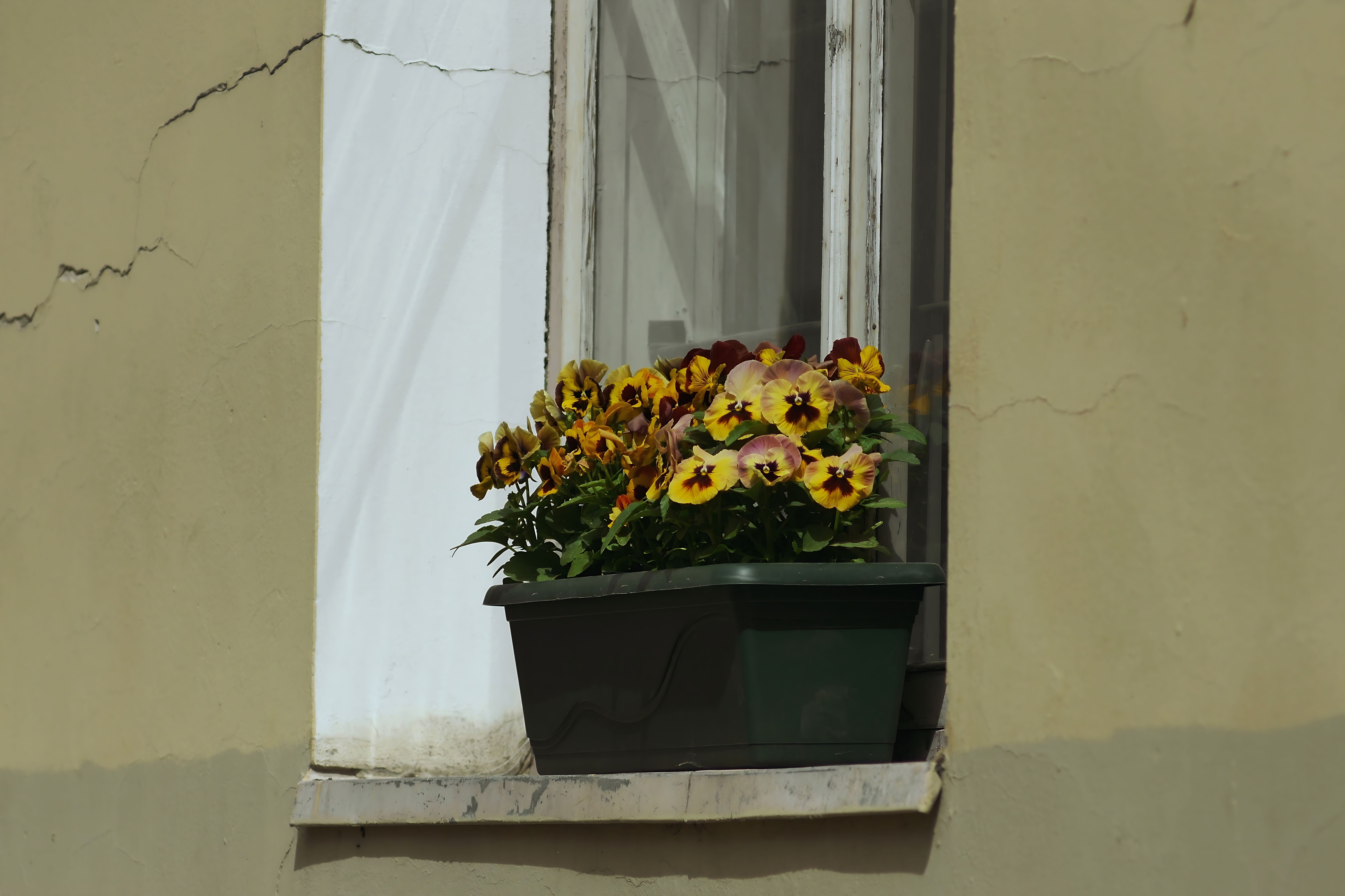 A lush box of colorful pansies in a window planter on a sunlit urban wall.