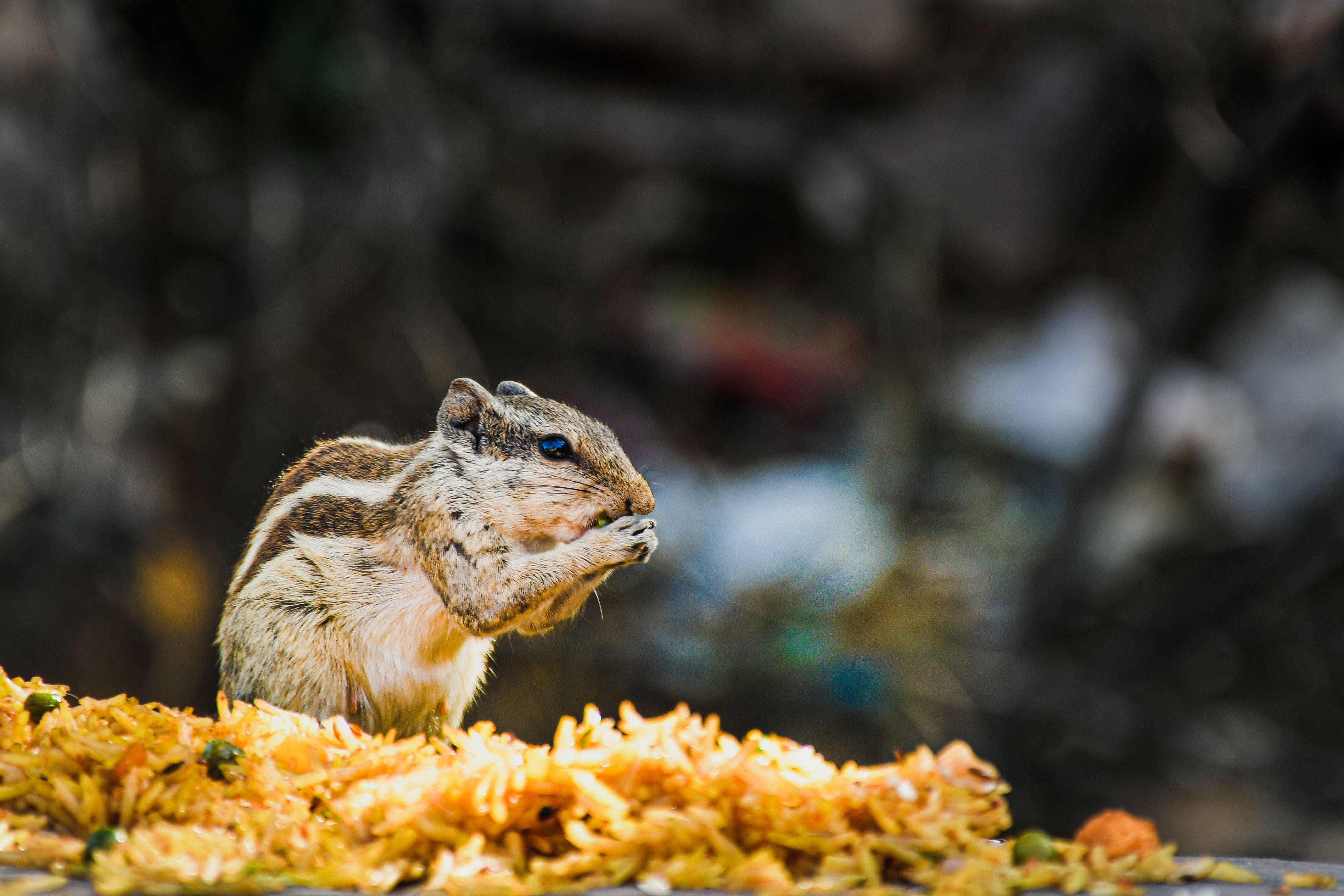 Close-up of squirrel eating rice outdoors, showcasing wildlife behavior and nature.