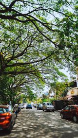 Large trees over a quiet Bengaluru street
