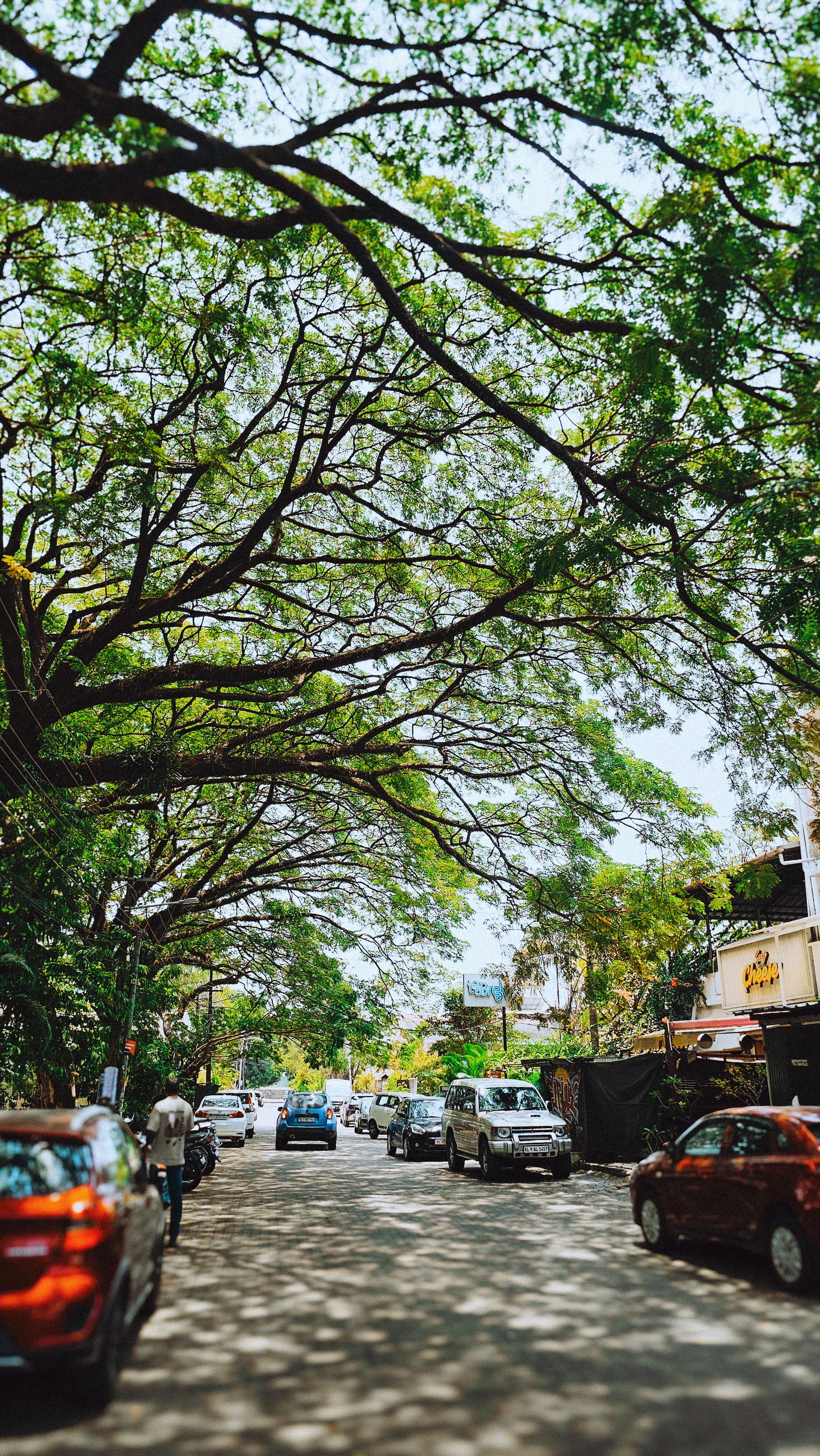Large trees over a quiet Bengaluru street