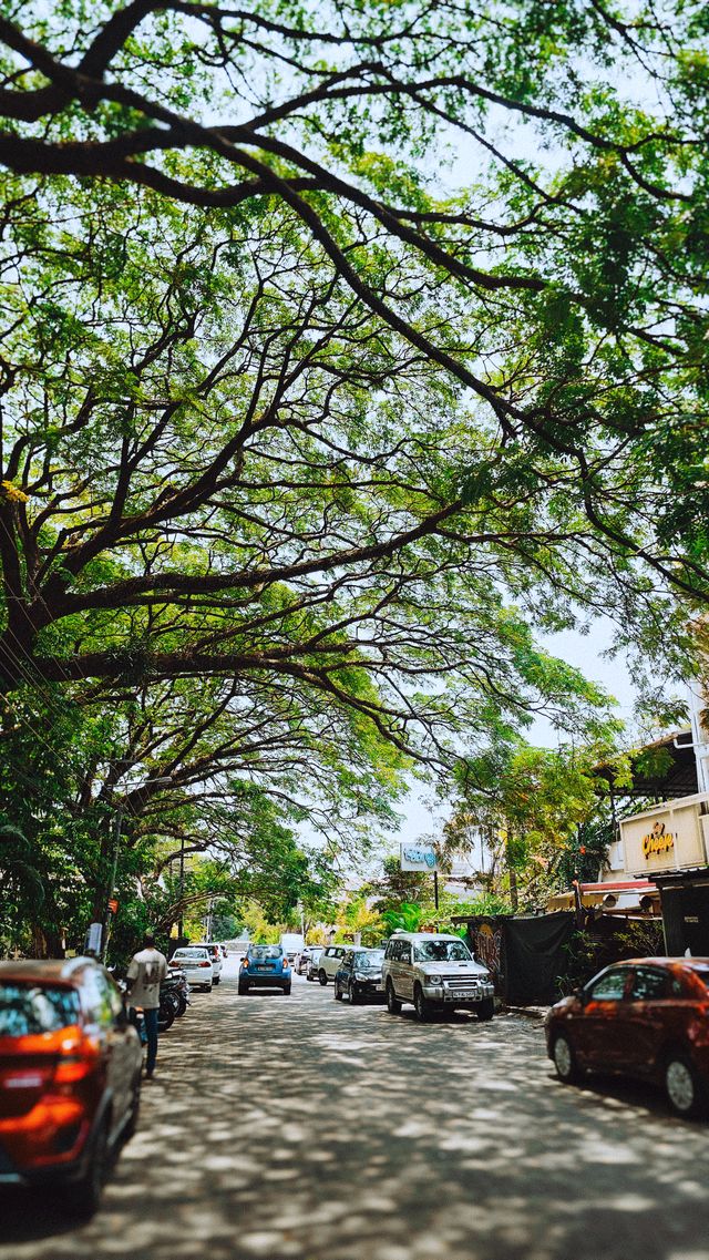 Large trees over a quiet Bengaluru street