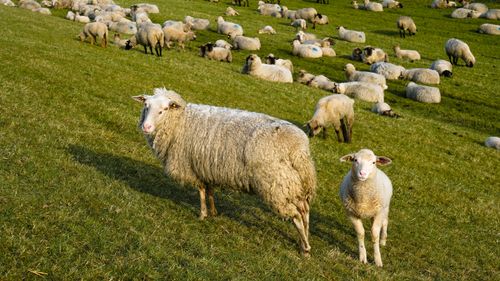Free Idyllic sheep grazing on a sunny day in Hamburg, Germany. Stock Photo