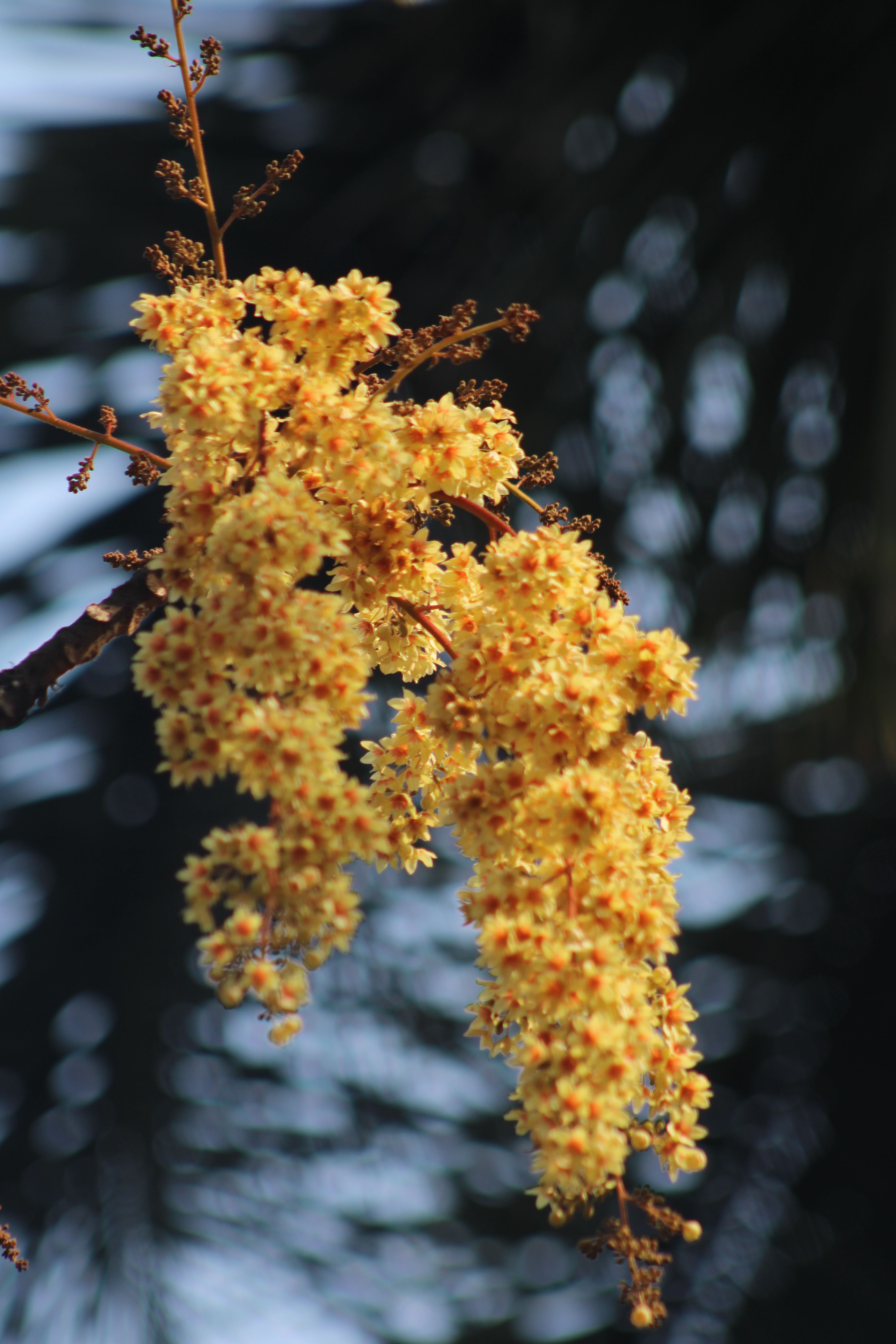 [ColoSach]-vibrant-yellow-flowers-blooming-on-a-branch,-set-against-a-clear-blue-sky,-captured-in-spring.