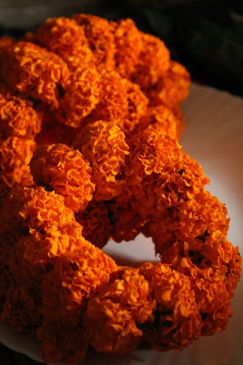 Free Bright orange marigold garlands captured in warm light create a vivid scene. Stock Photo