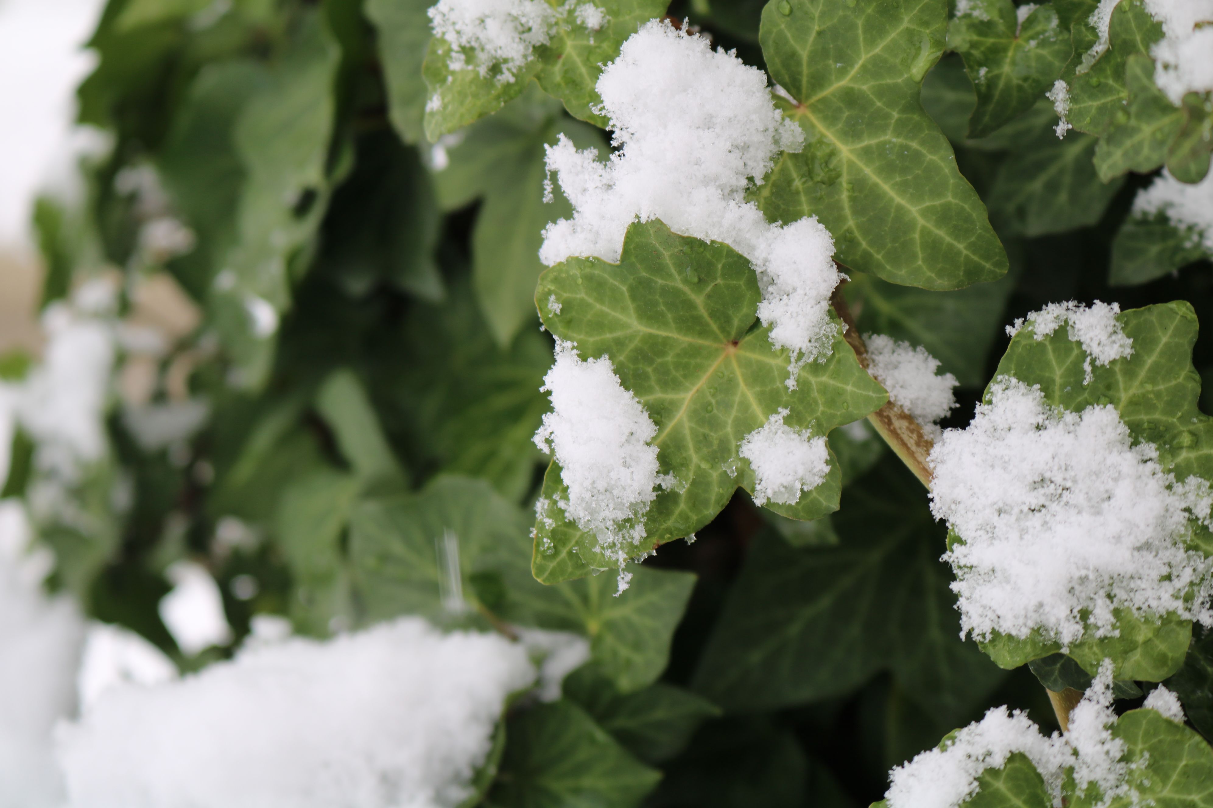 5 winter gardening jobs to set you up for a splendid spring — Photo by KEREM TAŞER on Pexels