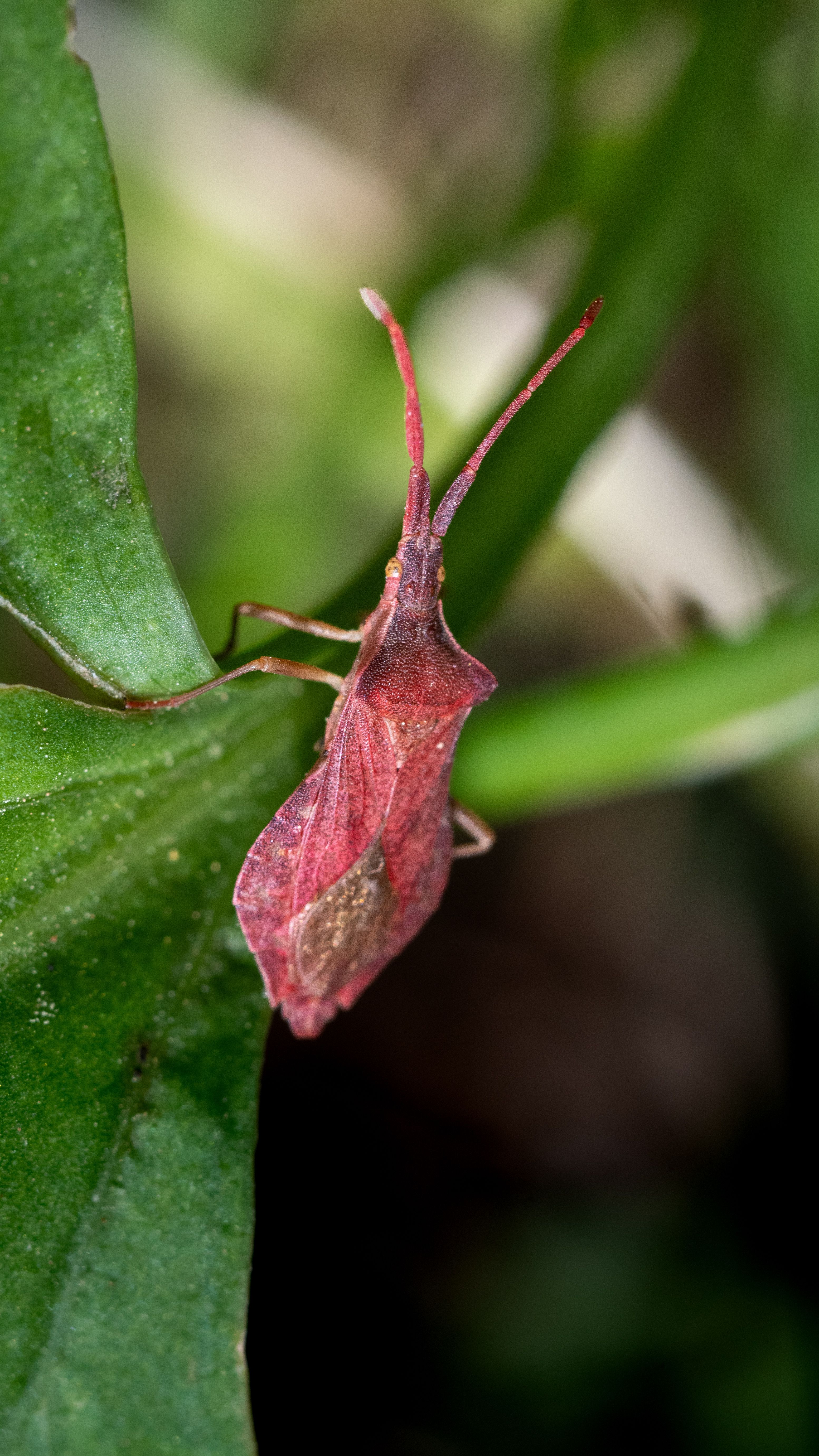 Detailed macro shot of a red leaf mimic insect perched on a green leaf in Antalya, Türkiye.