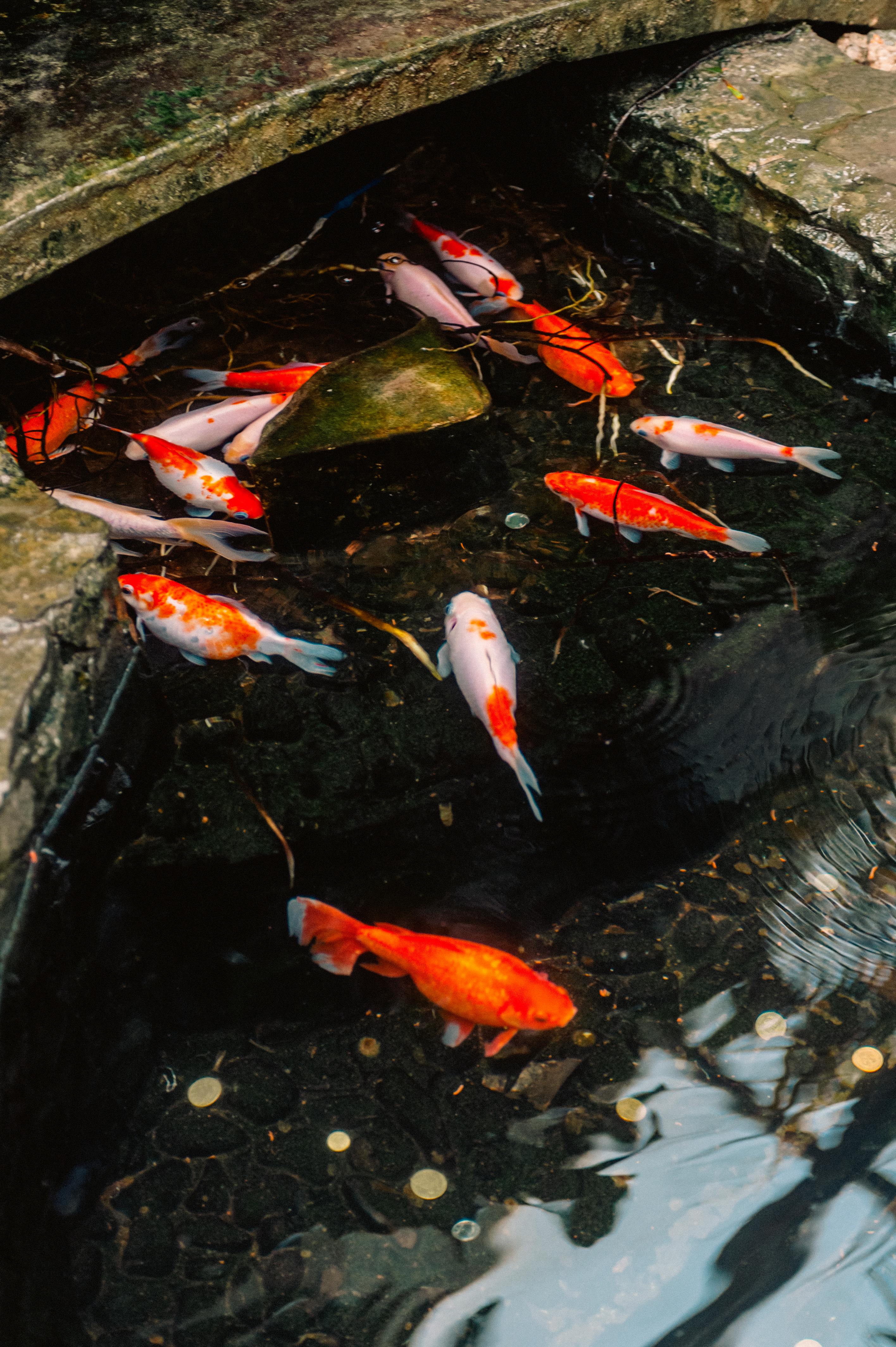Colorful koi fish swim gracefully in a stone-lined pond, creating an aquatic scene full of life and tranquility.