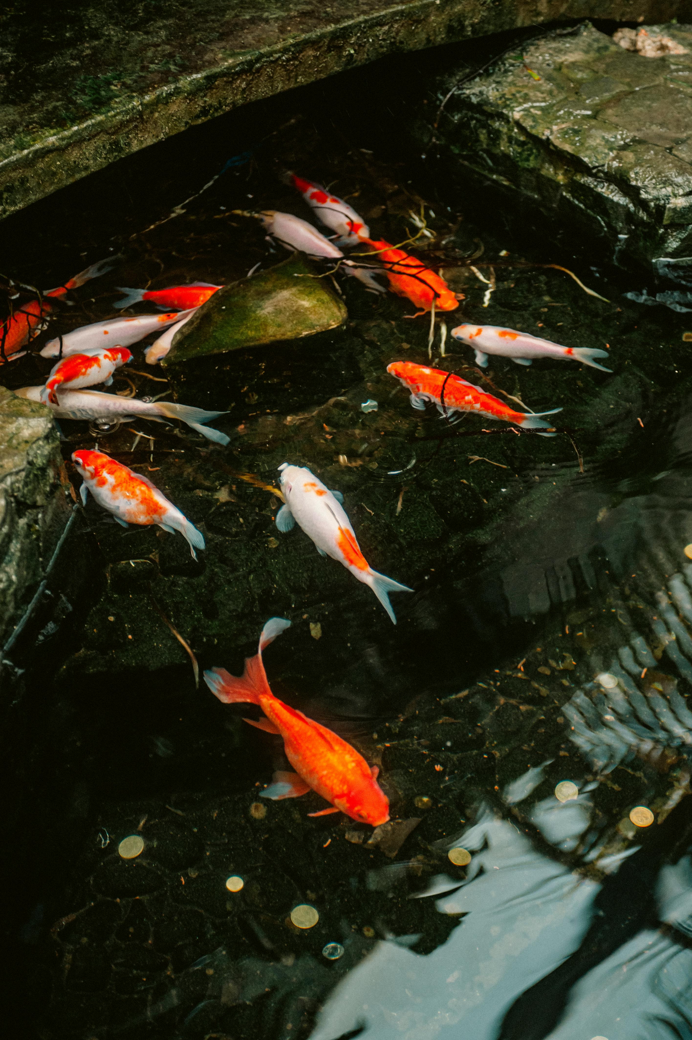 Vibrant koi fish in a serene pond setting, showcasing natural beauty and tranquility.