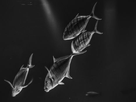 水族馆里，鱼在黑白艺术照片中优雅地游动