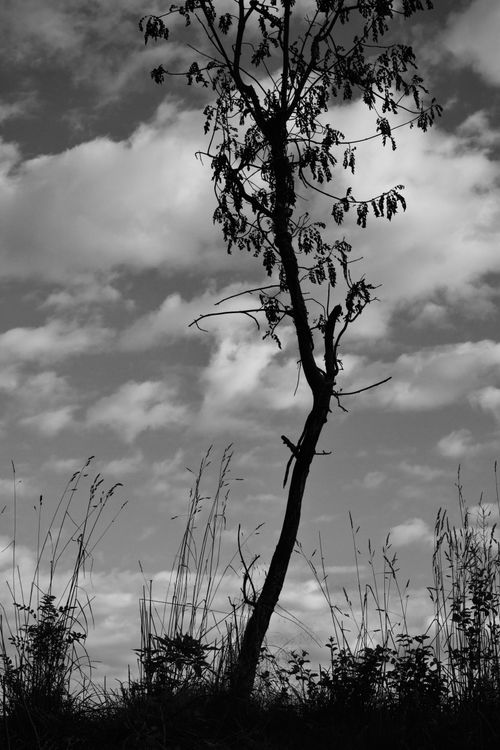 Free Black and white silhouette of a solitary tree against a cloudy sky backdrop. Stock Photo