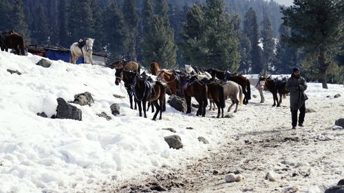 Free A group of horses with saddles in a snowy mountainous area with a person walking by. Stock Photo
