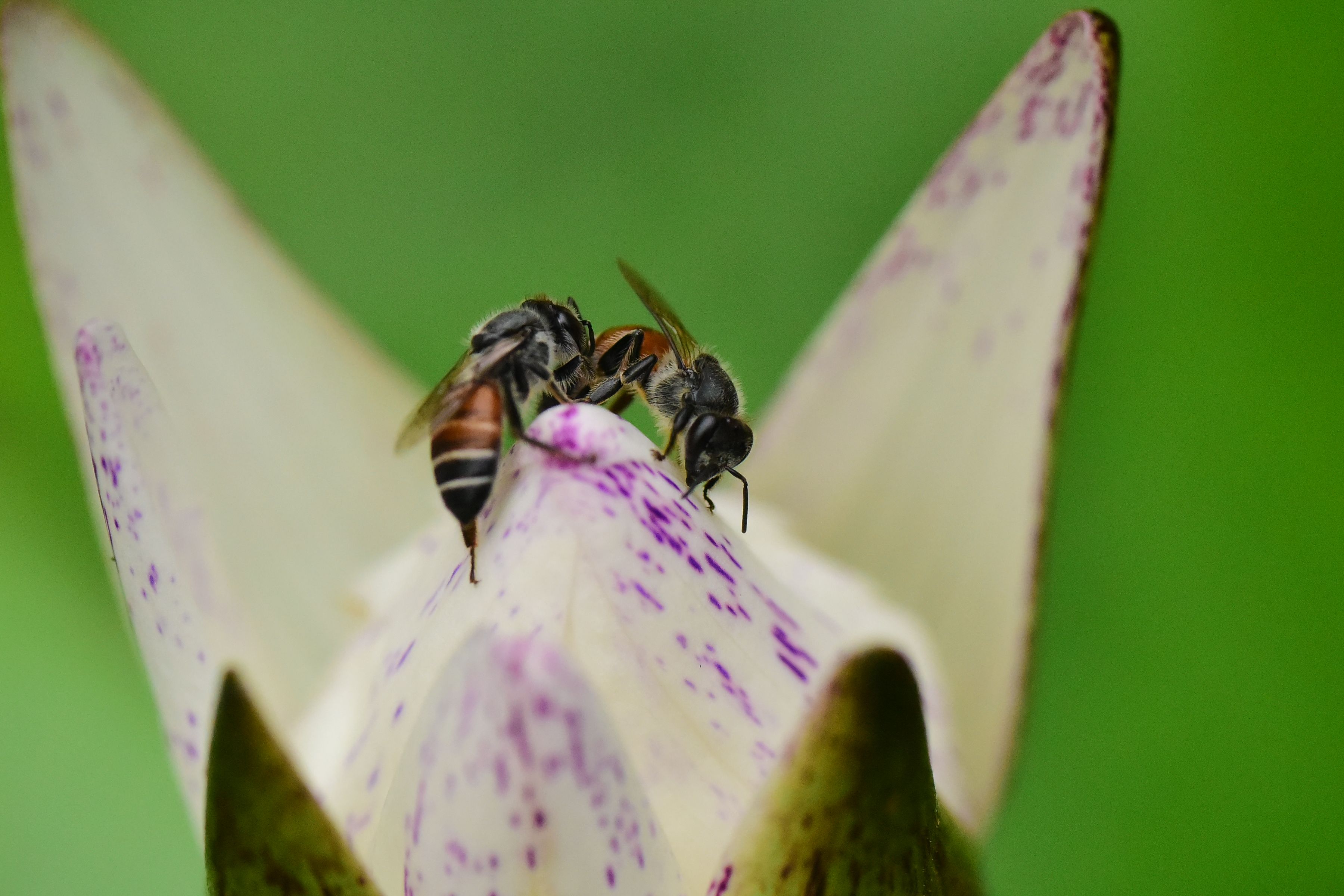 Gratuit O fotografie macro vibrantă a două albine pe o petală de floare cu pete violet, pe un fundal verde neclar. Fotografie de stoc