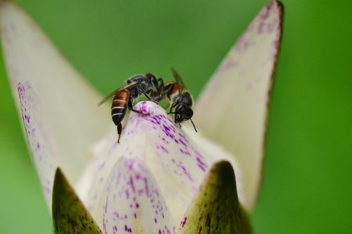 Free A detailed macro shot showing bees pollinating a flower with purple spots, emphasizing nature's pollination process. Stock Photo
