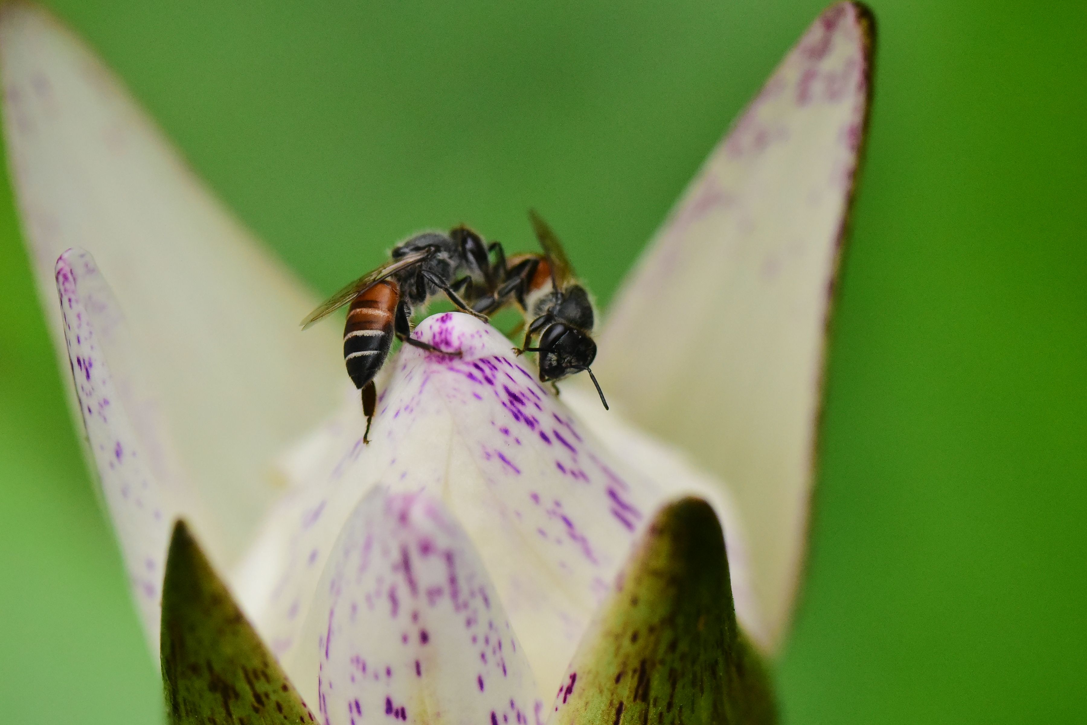 Gratuit O fotografie macro detaliată care prezintă albine polenizând o floare cu pete mov, subliniind procesul de polenizare naturală. Fotografie de stoc