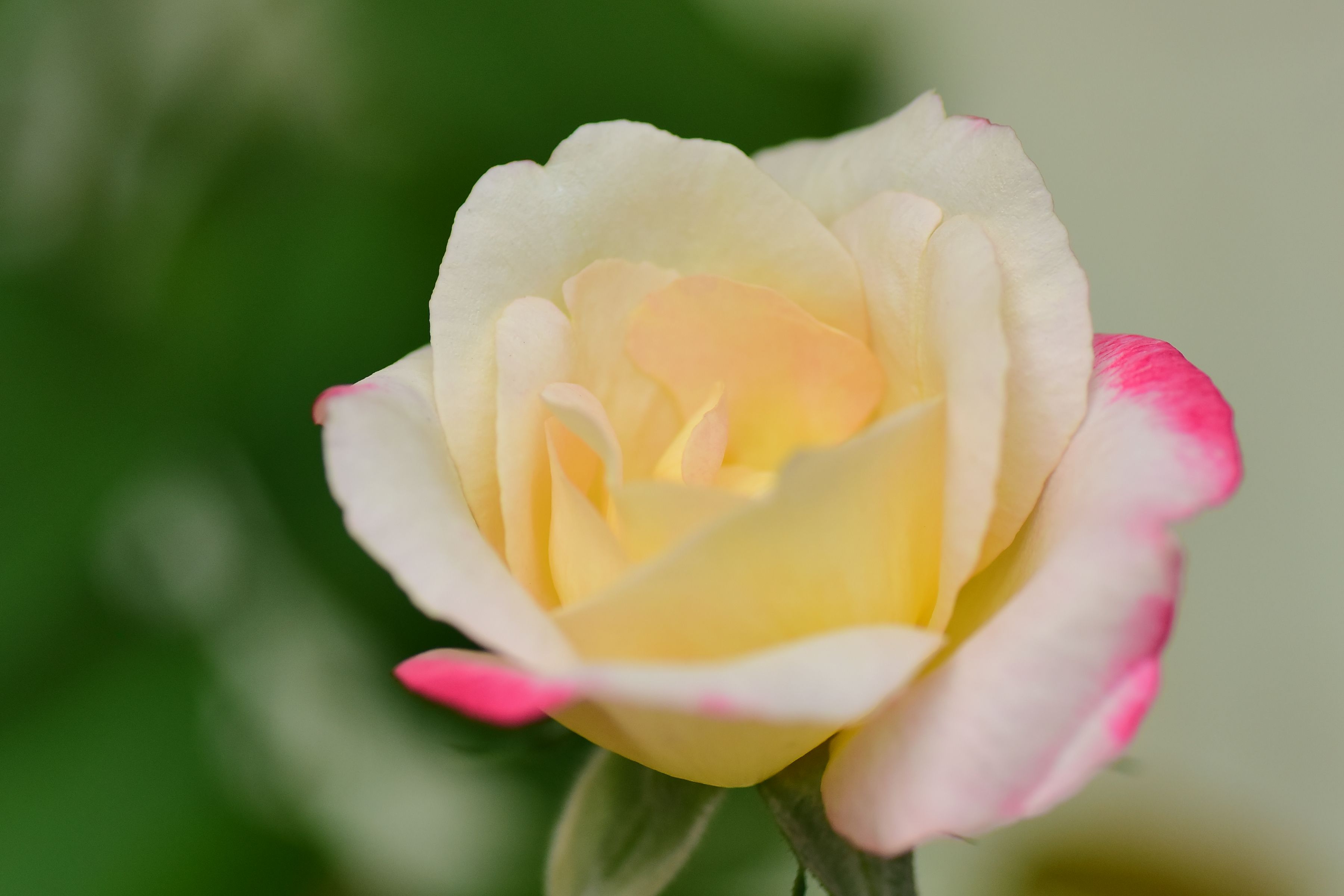 Close-Up of Blooming Pink and Yellow Rose · Free Stock Photo
