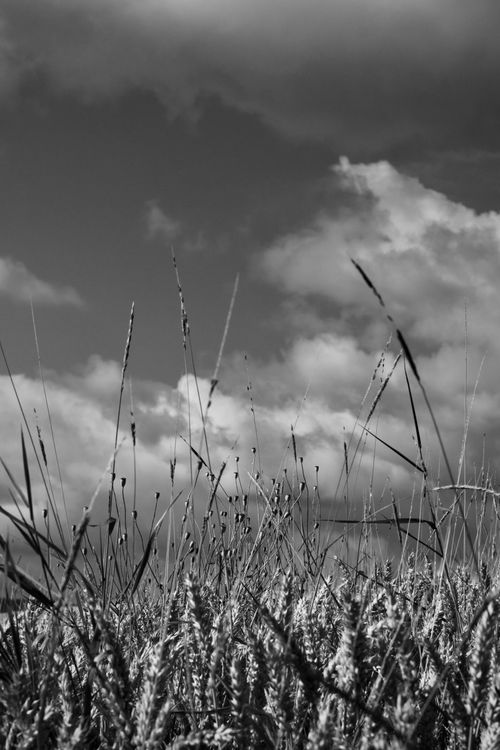 Free Black and white field of wheat with dramatic clouds above, showcasing nature's simplicity. Stock Photo
