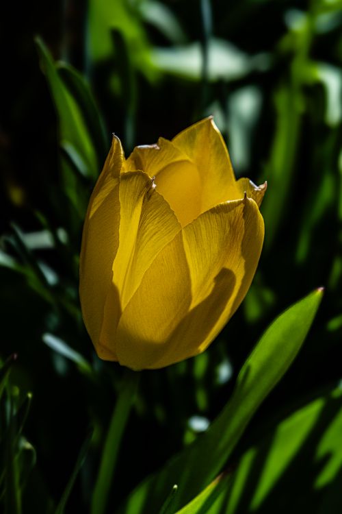 Free Close-up of a vibrant yellow tulip blooming amidst lush green foliage, signifying spring. Stock Photo