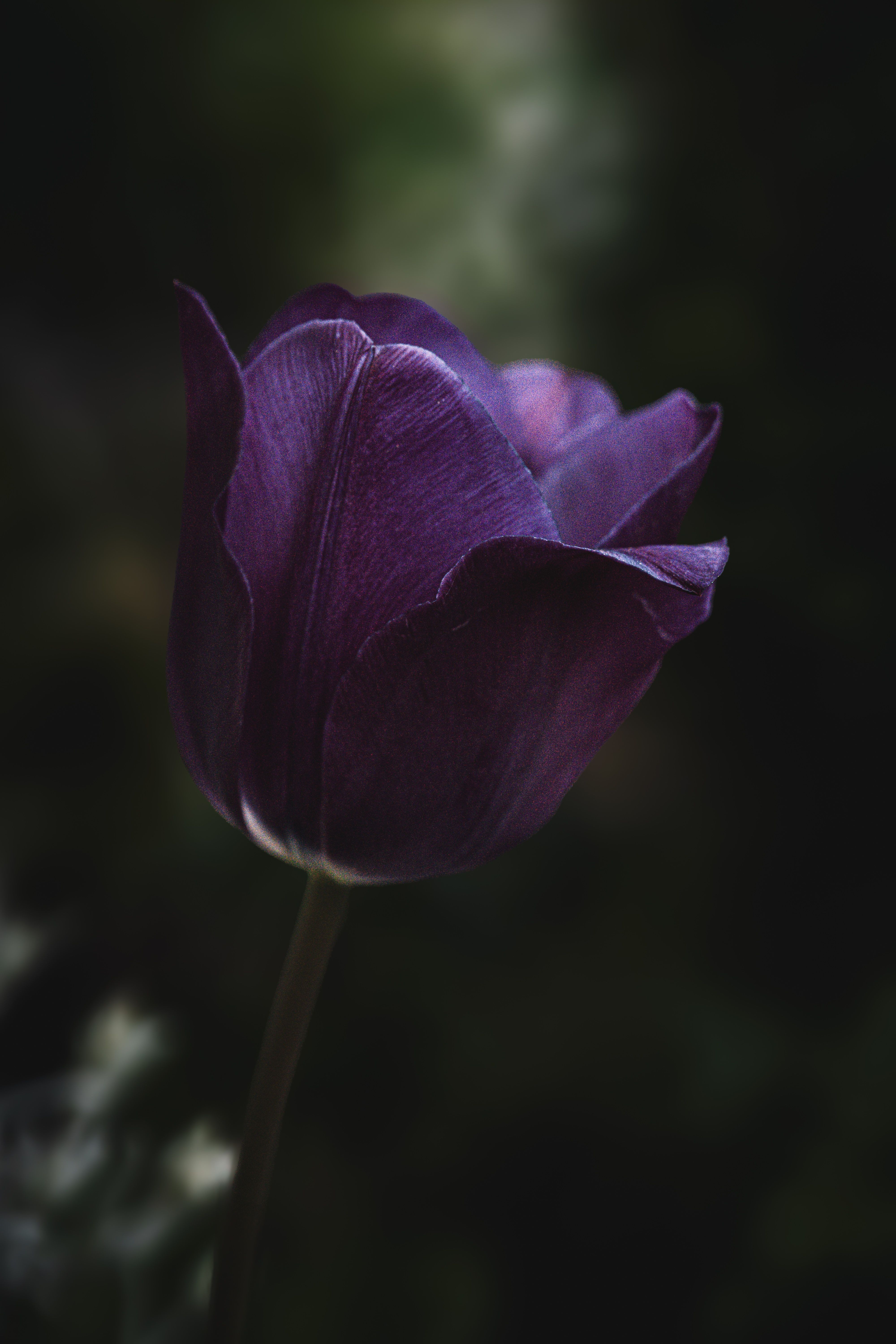Close-up of a vibrant purple tulip with soft lighting and dark background.