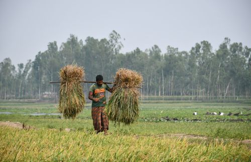 Free A farmer in Rangpur, Bangladesh carrying grass bundles across a lush green field on a sunny day. Stock Photo