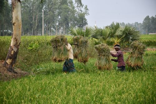 Free Two farmers carrying harvested crops in lush green fields of Rangpur, Bangladesh. Stock Photo