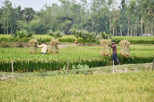 Free Two farmers carrying bundles of harvested paddy in a lush green field in Rangpur, Bangladesh. Stock Photo