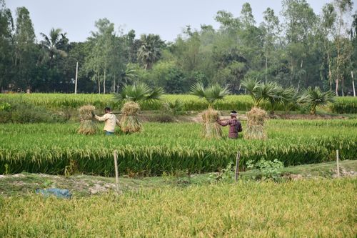 Free Two farmers harvesting rice in green fields of Rangpur, Bangladesh under clear daylight. Stock Photo