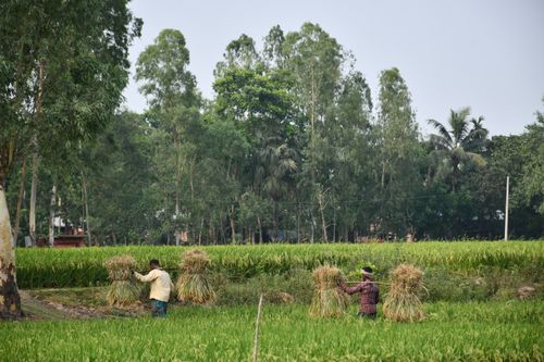 Free Two farmers carrying bundles of harvested rice in a lush field in Rangpur, Bangladesh. Stock Photo
