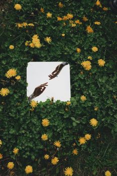 Artistic reflection of hands in a mirror surrounded by dandelions and green leaves.