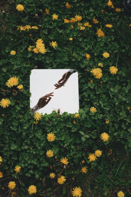 Artistic reflection of hands in a mirror surrounded by dandelions and green leaves.
