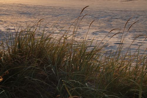 Free Captivating view of a tranquil beach at sunset with lush grasses swaying in the breeze. Stock Photo