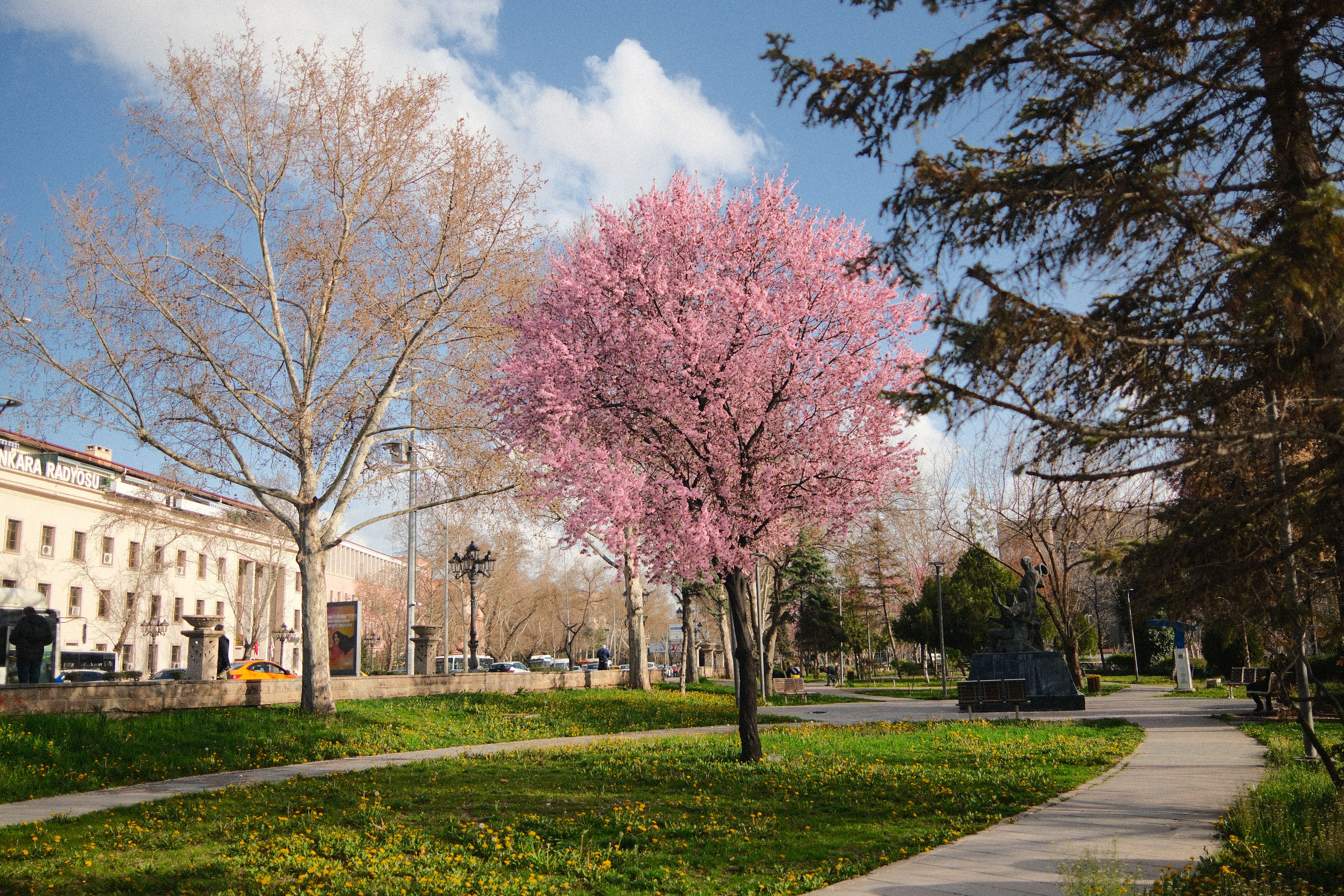 Spring blossoms in a city park in May