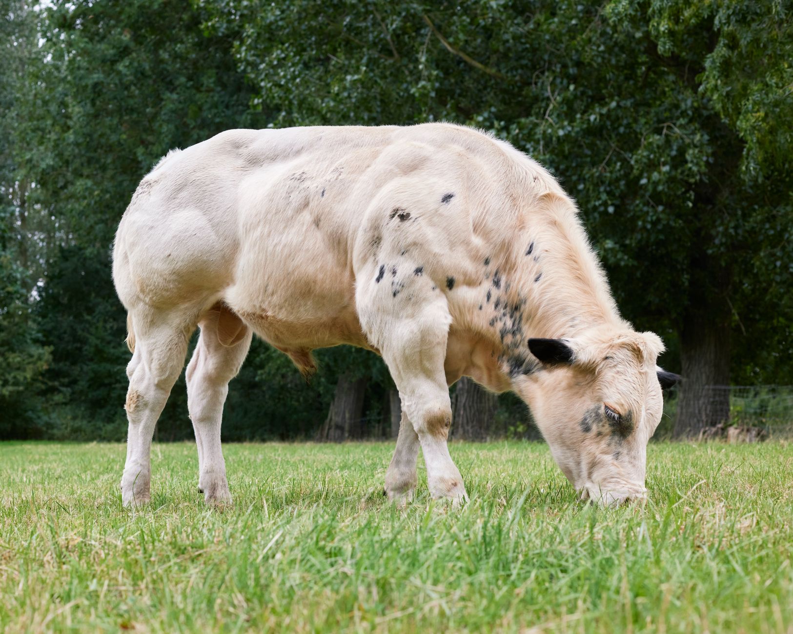 Meat With Rumen What Is Ruminant Meat? - Chef's Resource