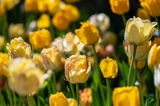 A captivating close-up of blooming yellow and orange tulips in a sunny spring garden, showcasing nature's vivid colors.