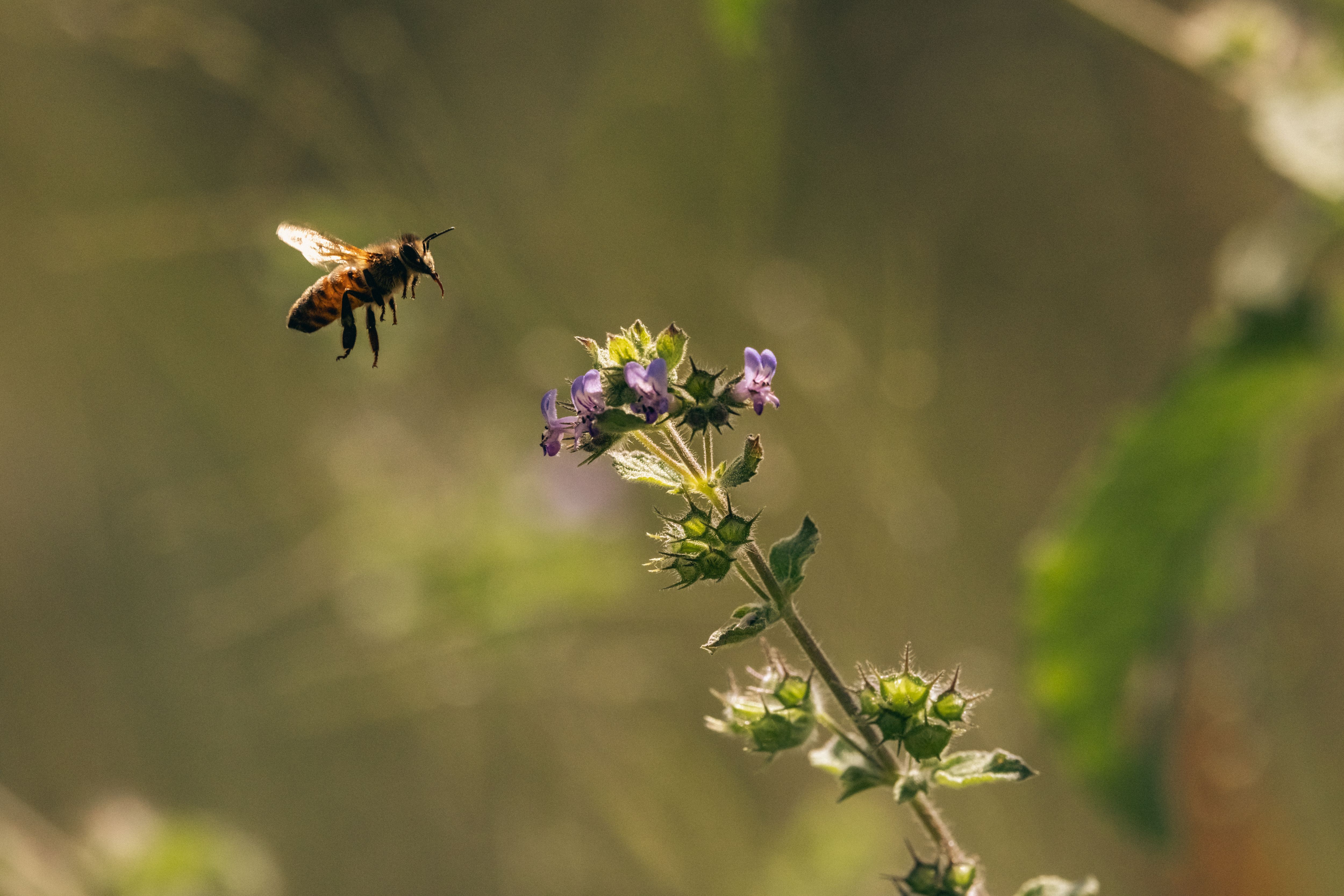 close up of a bee landing on purple flowers in a sunlit garden