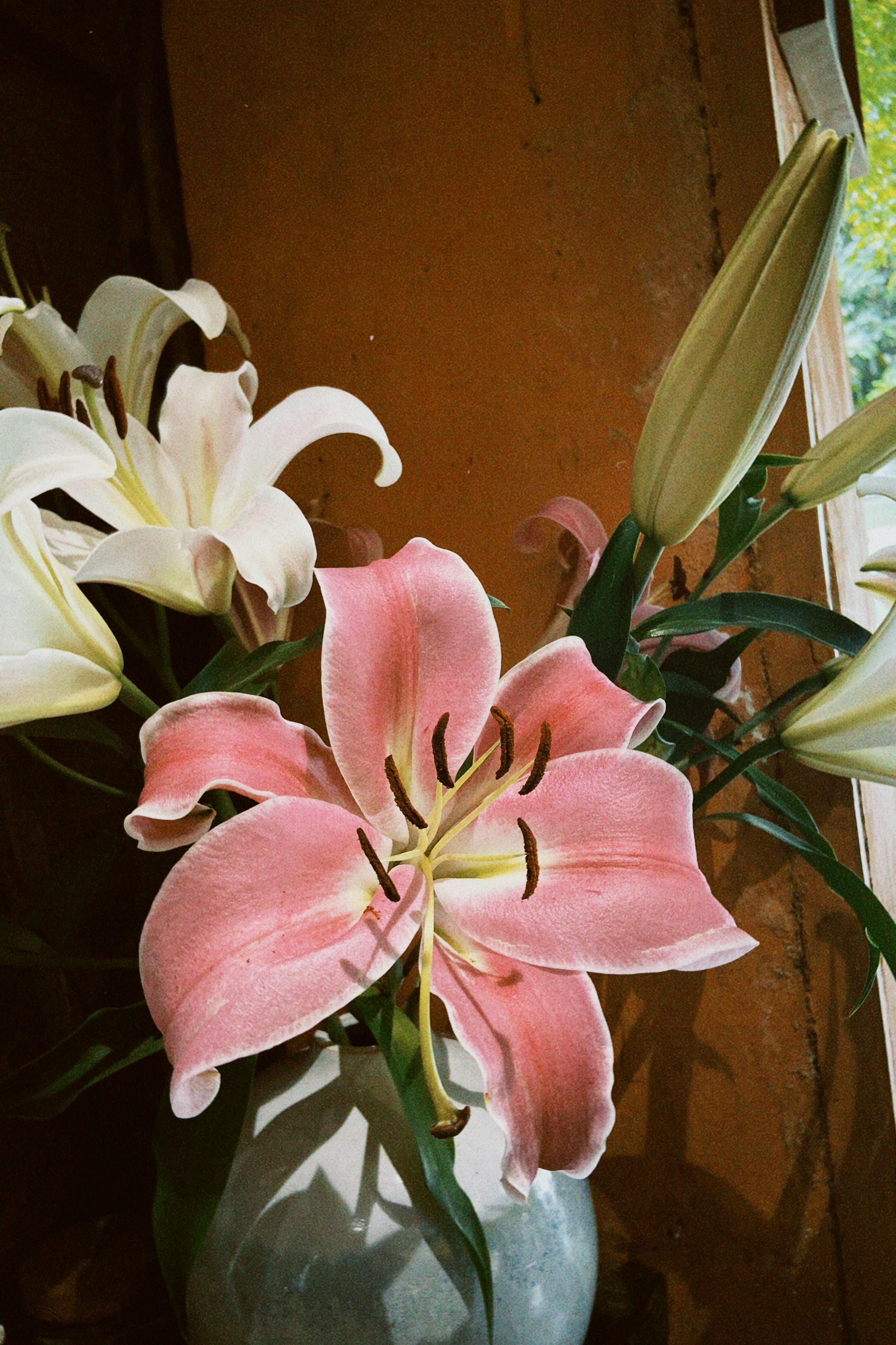 [ColoSach]-vibrant-pink-and-white-lilies-beautifully-arranged-in-a-vase-by-a-window.