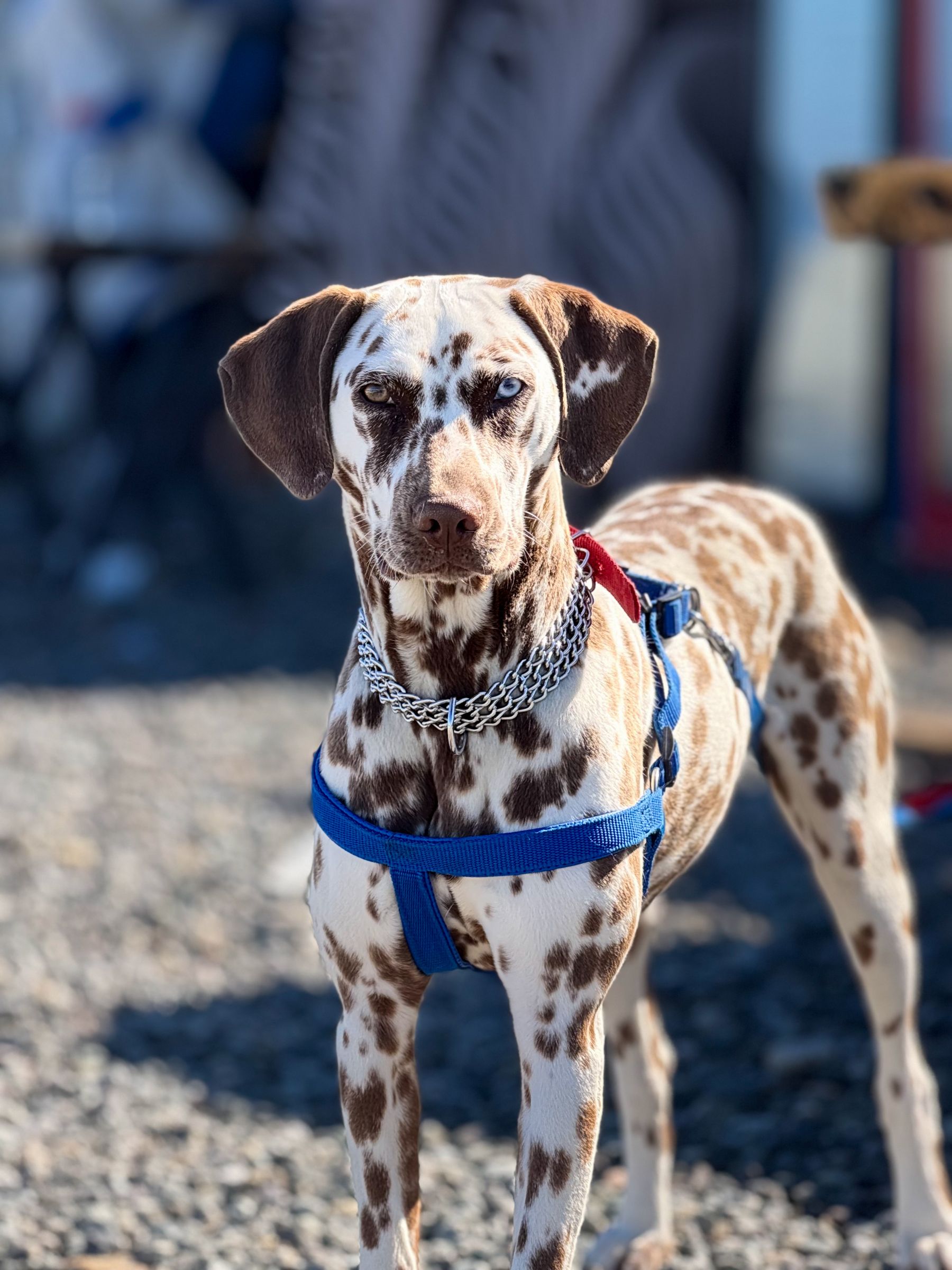 Dalmatian dog wearing a secure pet harness outdoors