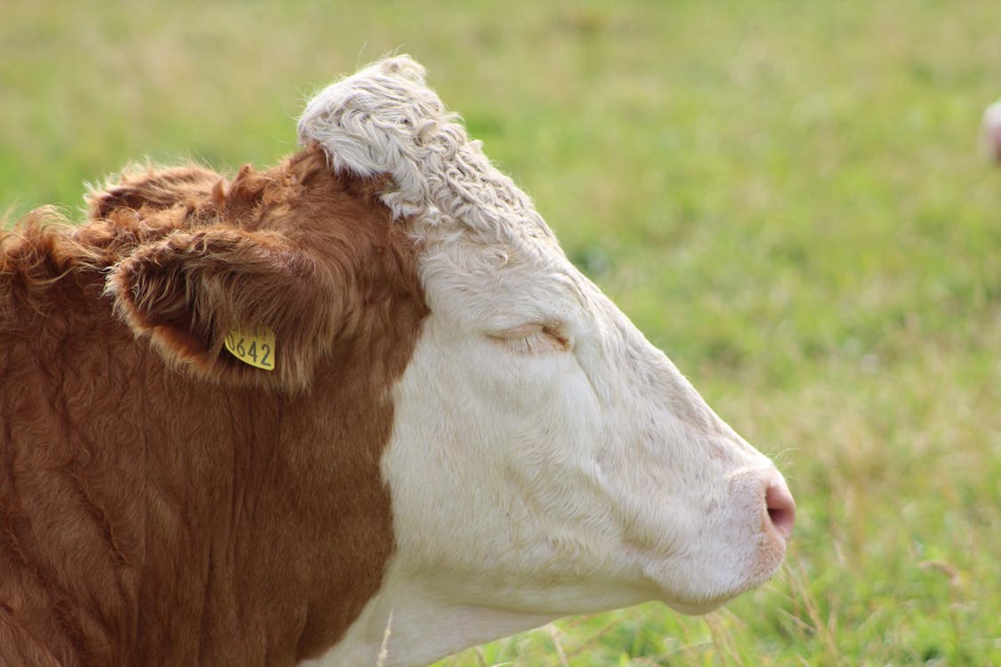 White and Brown Cow on Green Grass Field