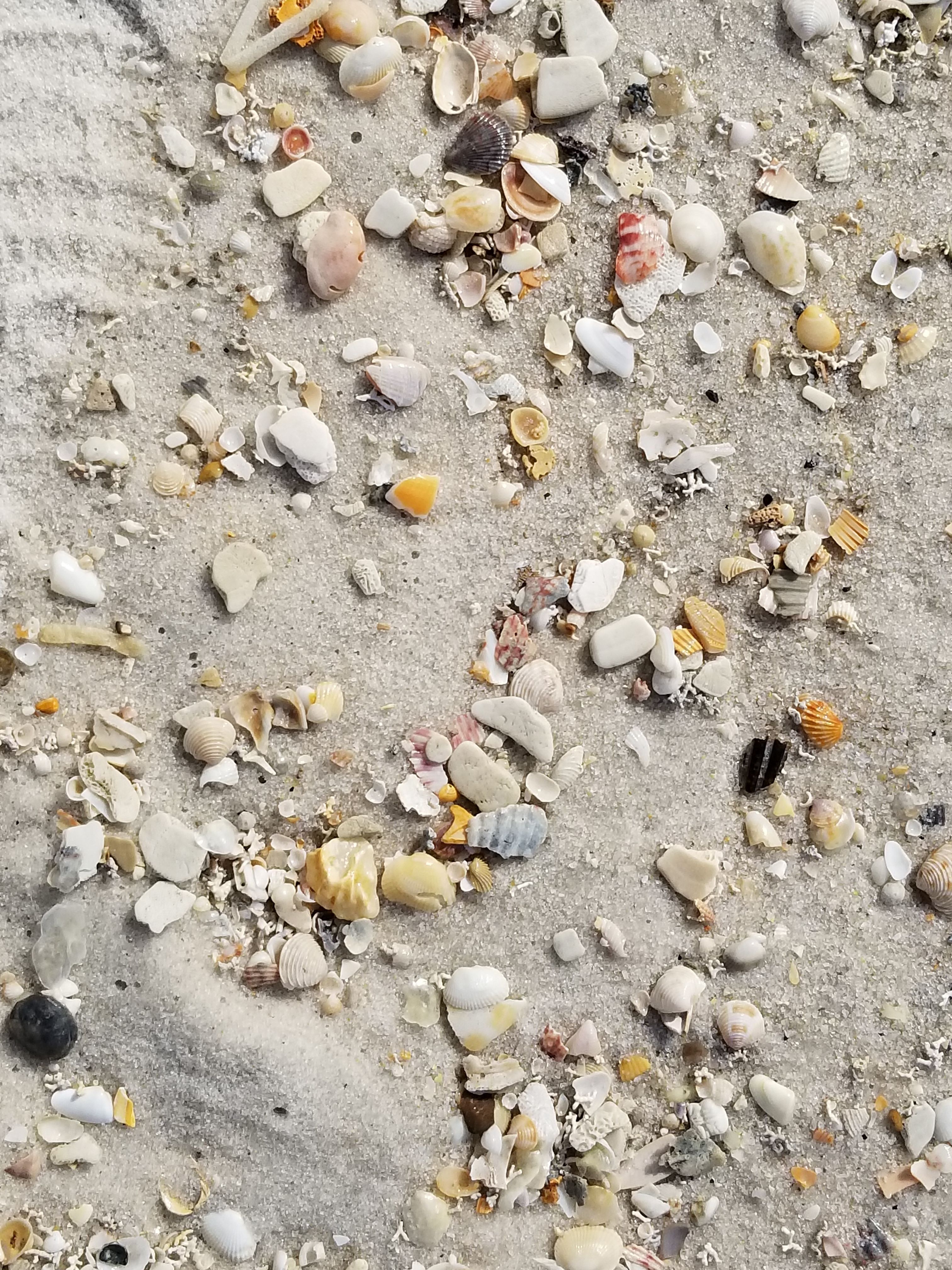 Assorted Sea Shells on Panama City Beach Sand · Free Stock Photo