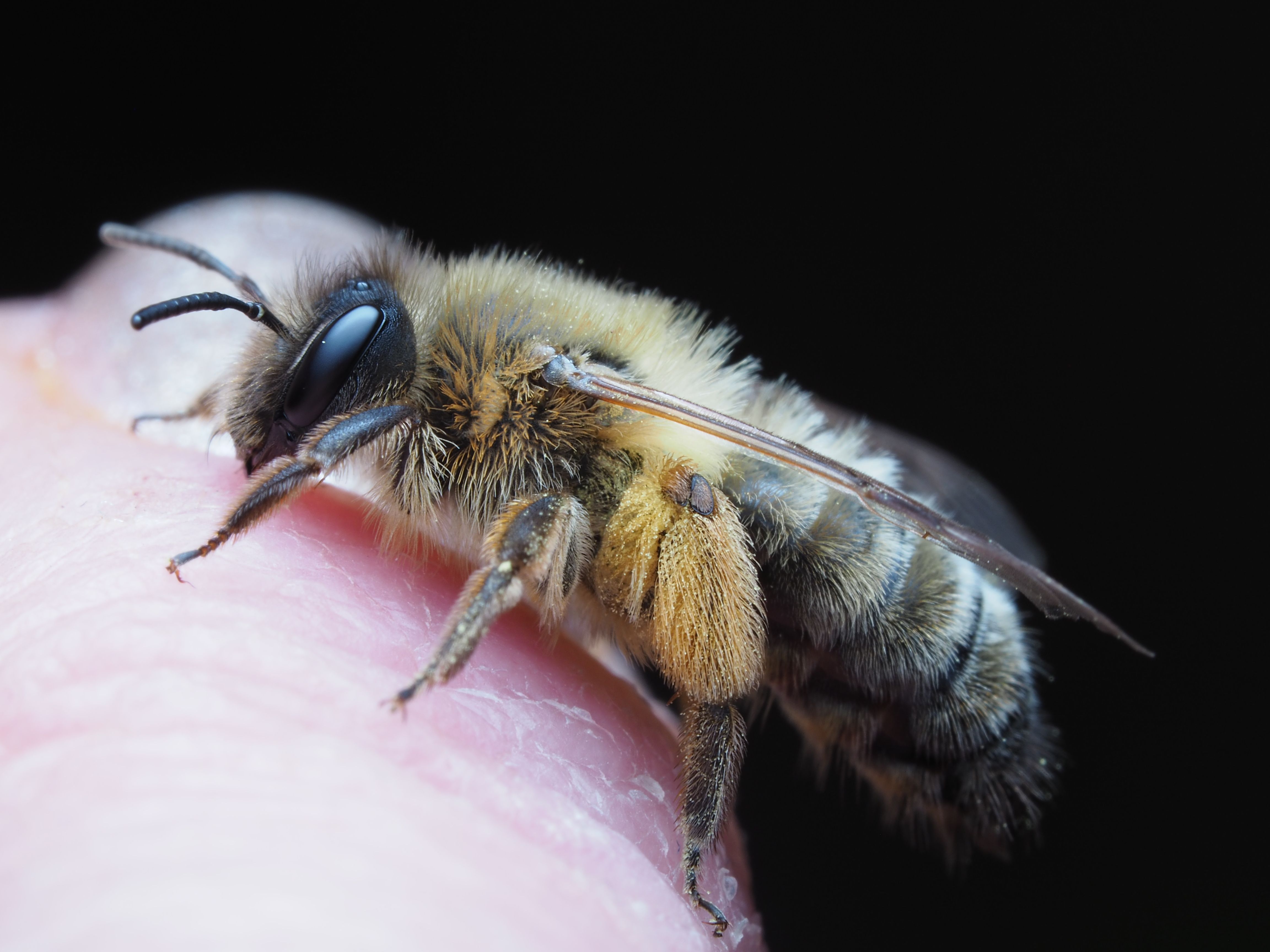Close-up Macro Shot of a Honey Bee on Skin · Free Stock Photo