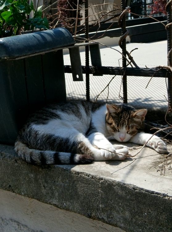 Tabby Cat Relaxing in Sunlight Outdoors · Free Stock Photo